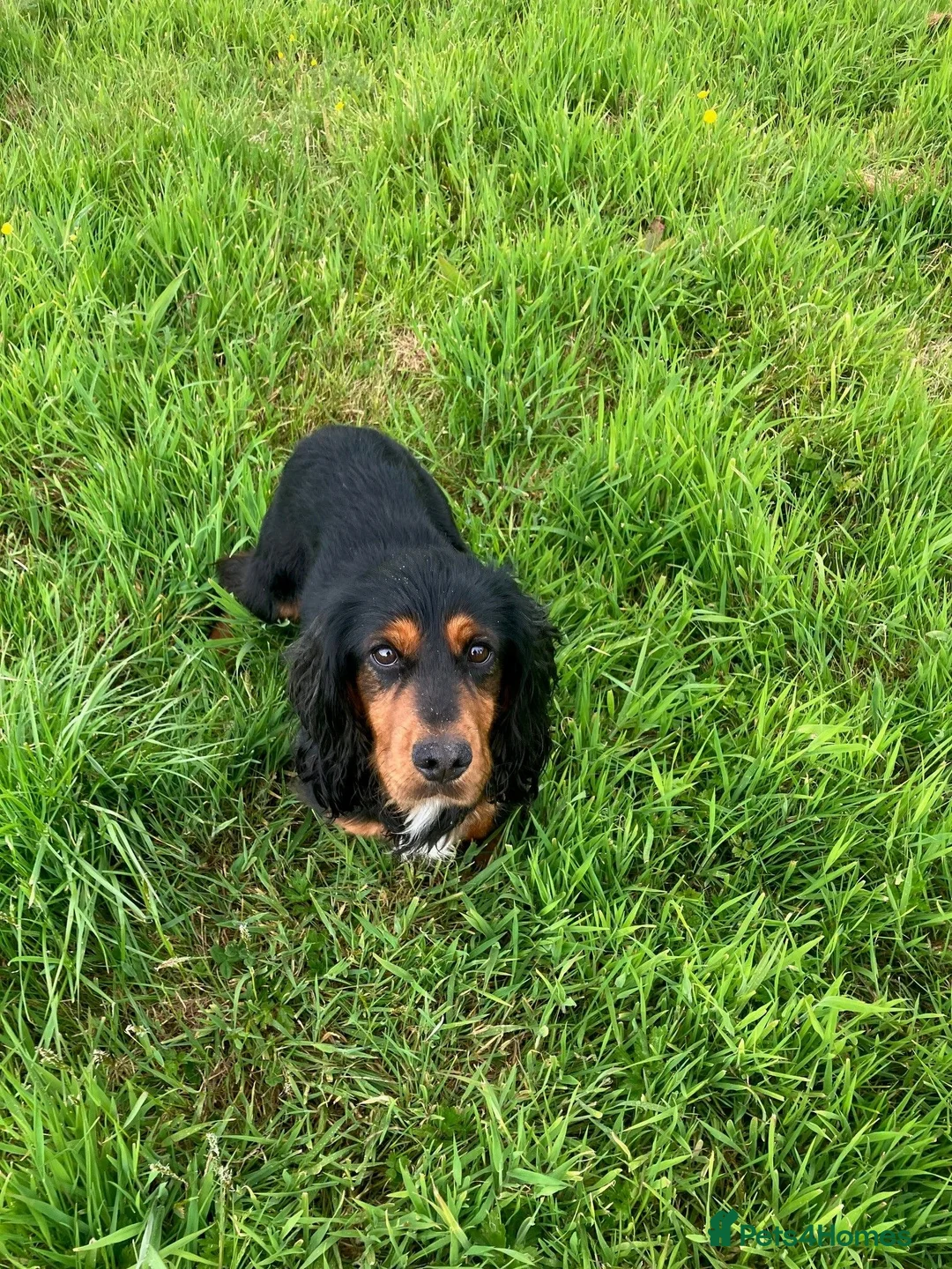 Cocker Spaniel dogs for sale: 4 WORKING COCKER SPANIEL PUPS.  - Advert 6