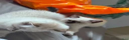 Scottish Fold cats for sale: Playful and Energetic kittens  - Advert 10