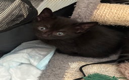 Mixed Breed cats for sale: Mixed Breed kittens - Image 10