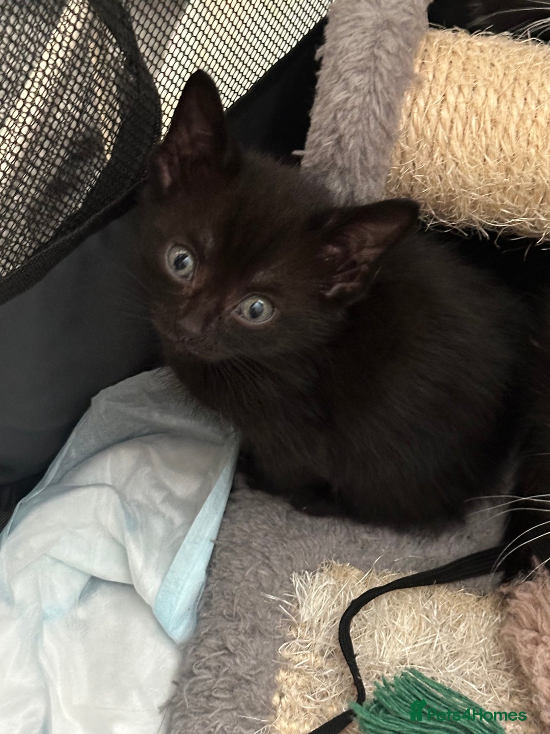 Mixed Breed cats for sale: Mixed Breed kittens - Image 10