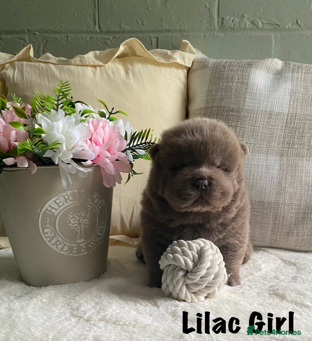 Chow Chow dogs for sale: 🌟Quality Chow Chow Puppies-ChampionLines🌟 - Image 8