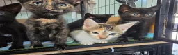 Mixed Breed cats for sale: Bengal cross babies ready now  in Plymouth - Advert 4