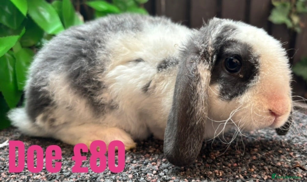 Mini Lop rabbits Mini Plush Lops. Hypoallergenic Fur. - Advert 19