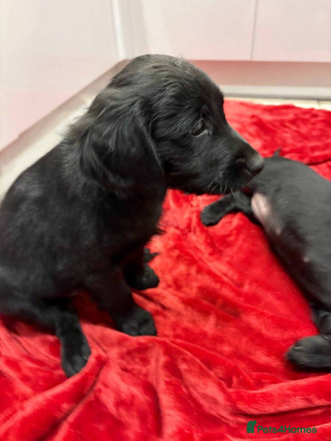 Mixed Breed dogs for sale: Rare black golden cocker puppies - Image 2