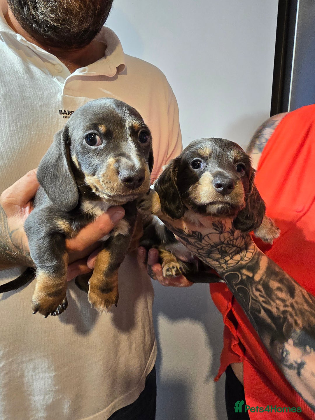 Dachshund dogs for sale: Short and long hair miniature dashund  - Image 24