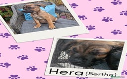 Mixed Breed dogs for sale: Staffy X Cane Corso Puppies - Image 4