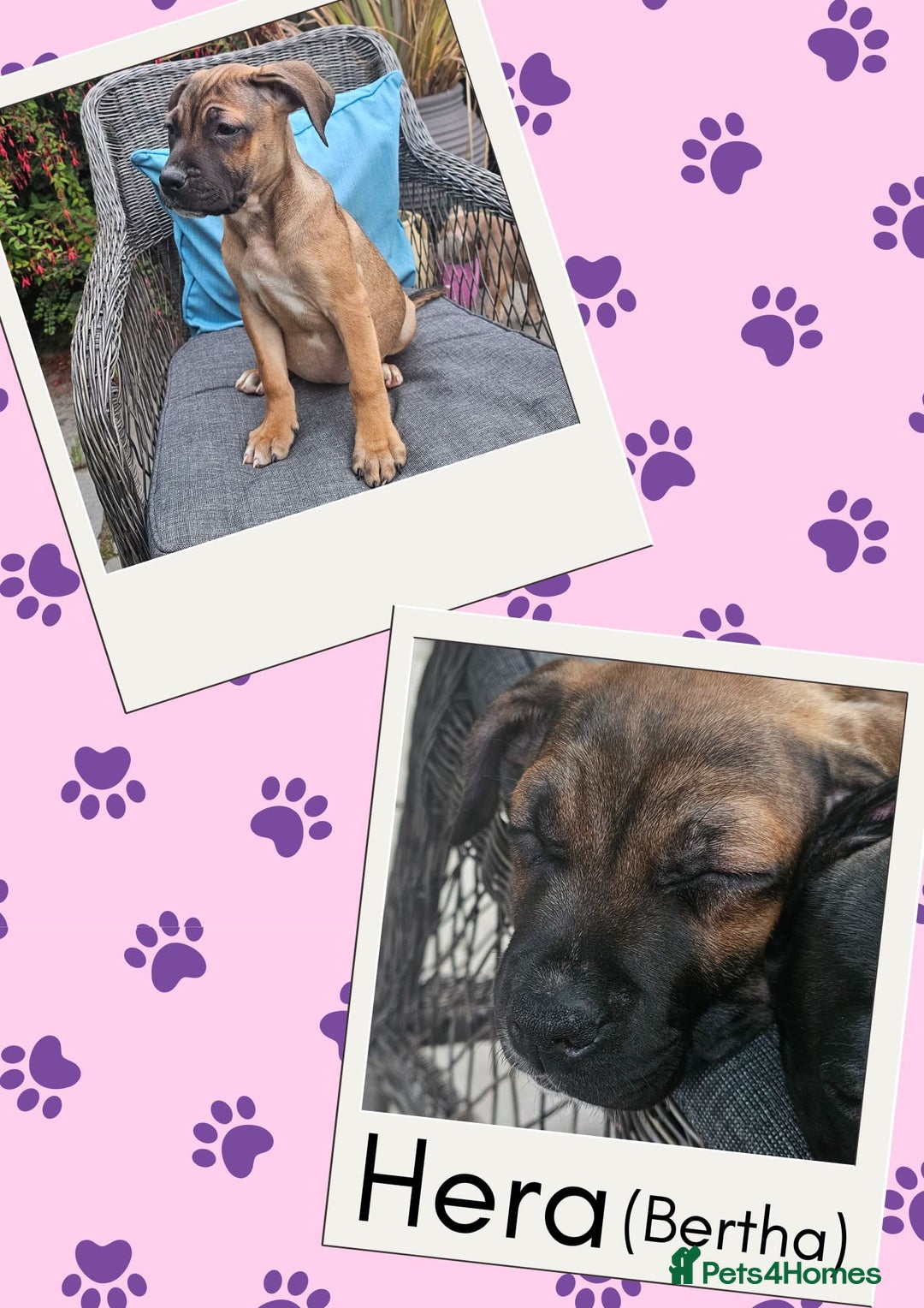 Mixed Breed dogs for sale: Staffy X Cane Corso Puppies - Image 4