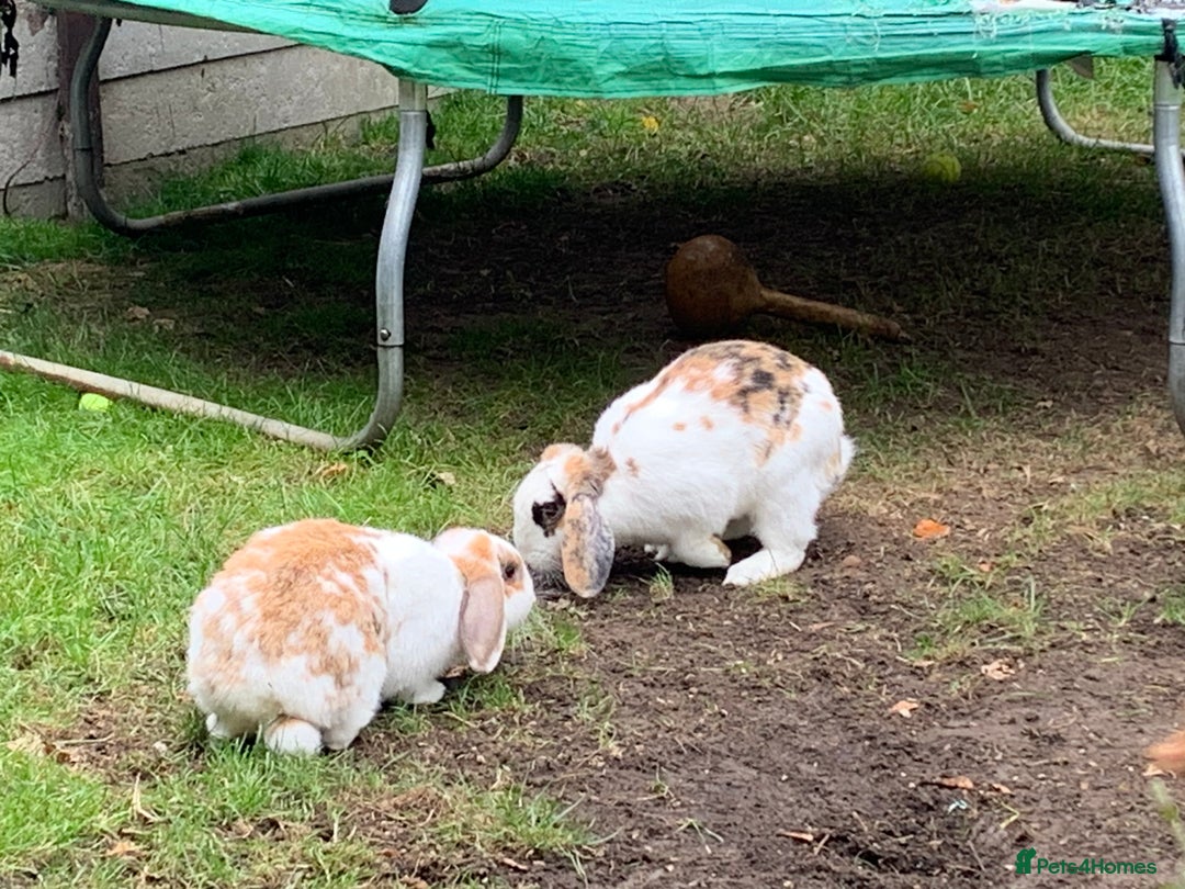 French Lop rabbits for sale: Female rabbit for sale - Image 3