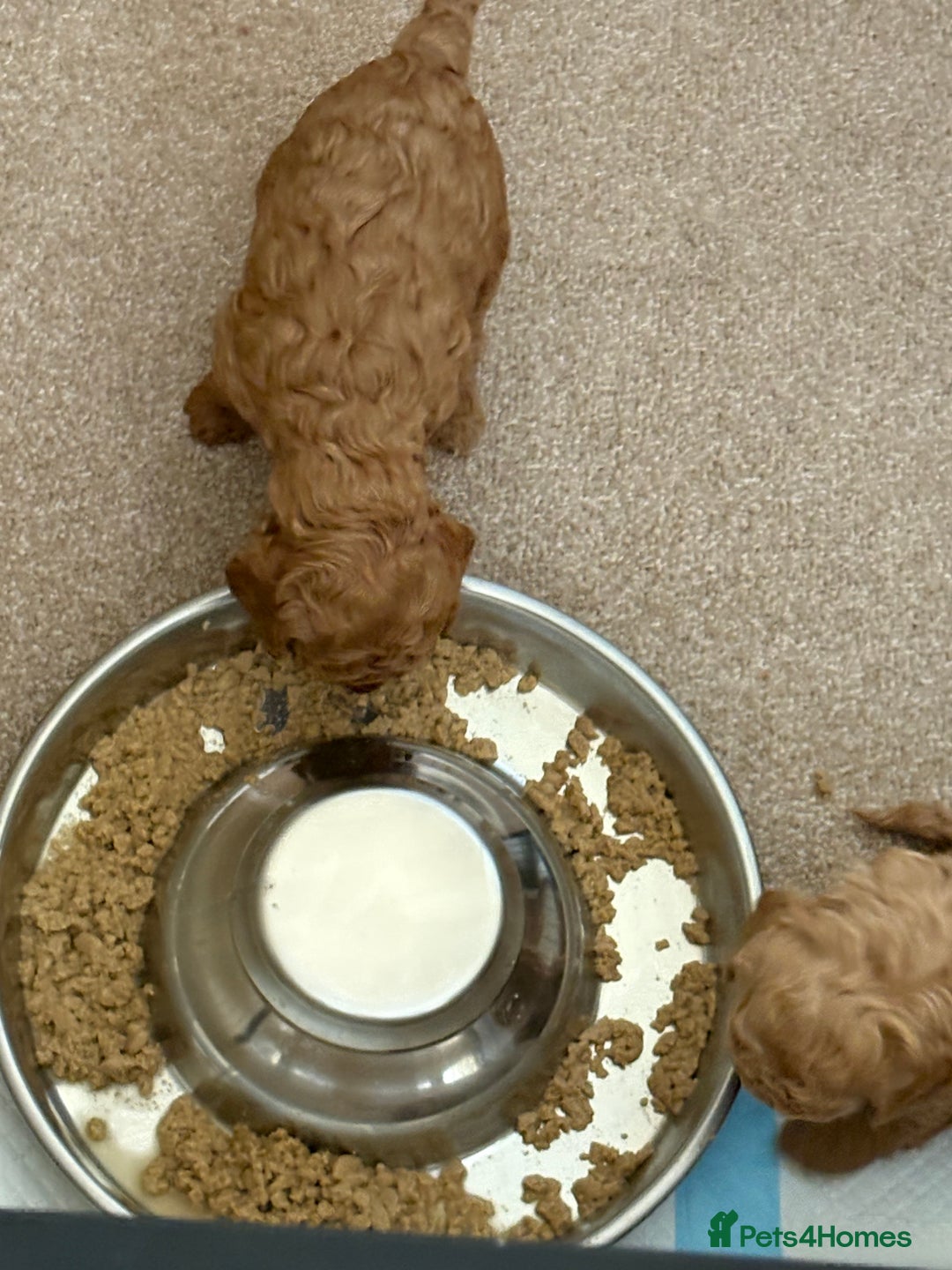Miniature Poodle dogs for sale: Omg beautiful poodles - Image 9