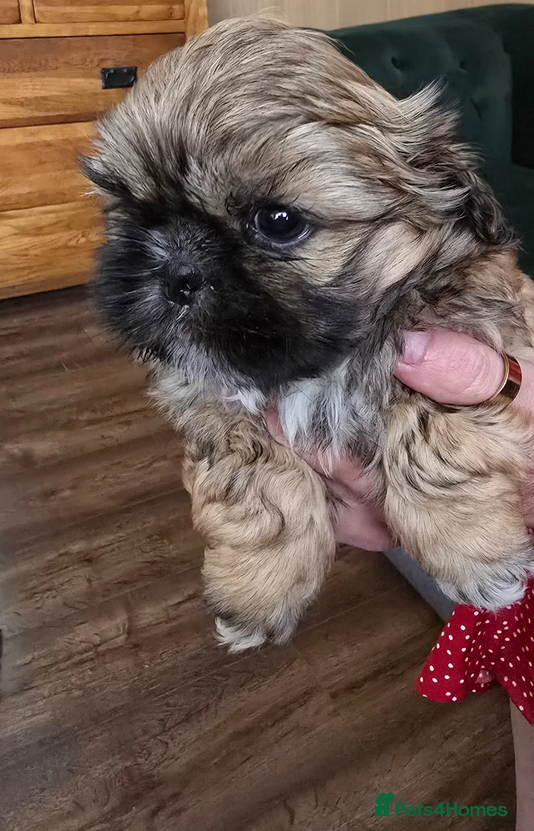 Shih Tzu dogs for sale: Adorable shih tzu pups for sale - Advert 5