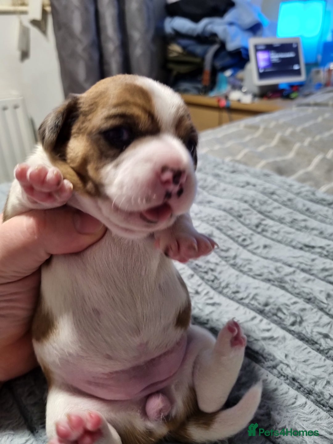 Jack Russell dogs for sale: Jack Russell X Shih Tzu Puppies - Advert 28