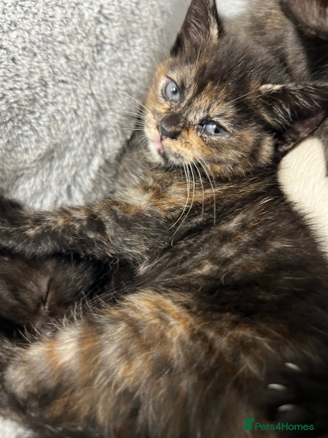 Ragdoll cats for sale: URGENT Ragdoll kittens x1 LAST ONE! 🫶🏽 - Advert 13