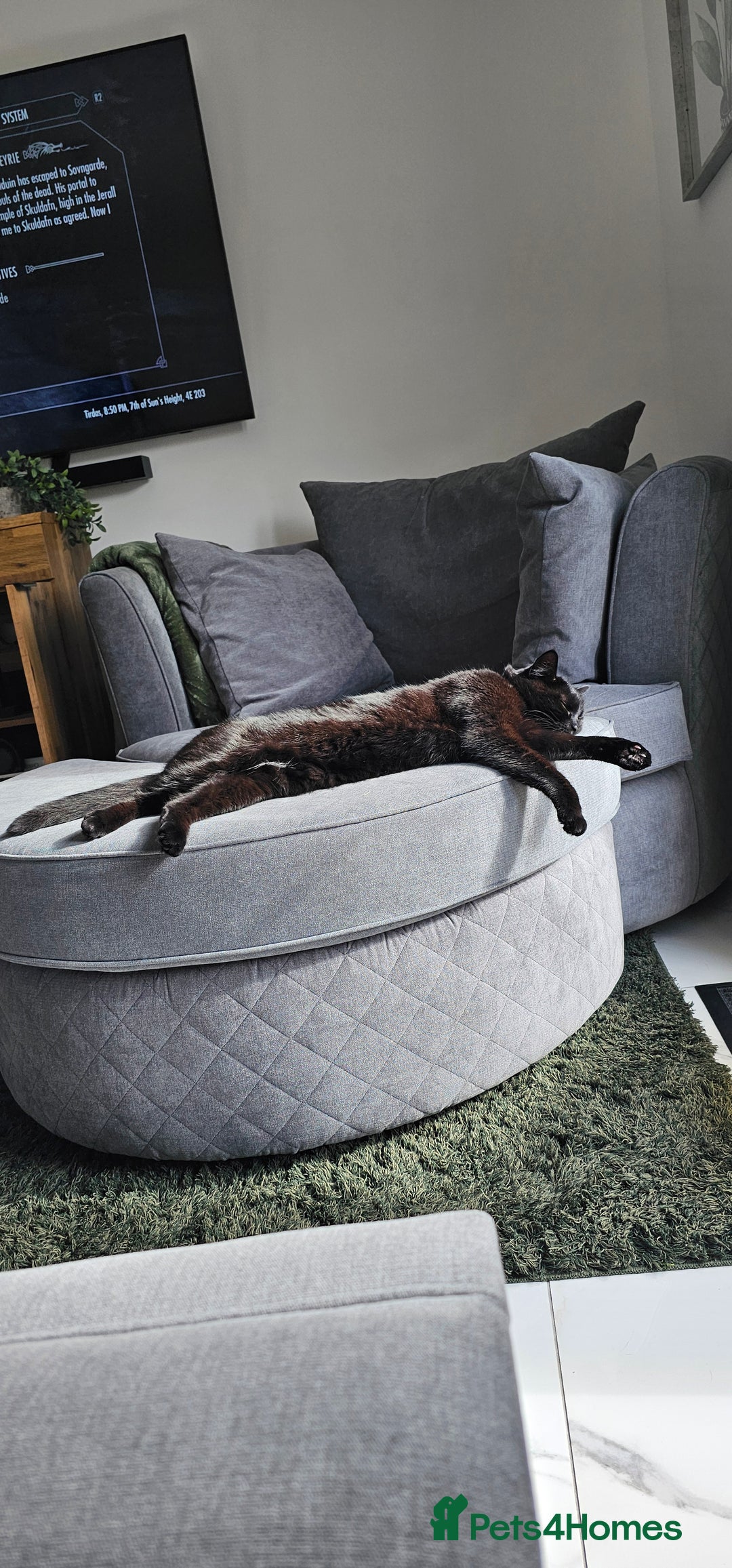 Mixed Breed cats for sale: Lovely 4 year old female to be rehomed - Image 5