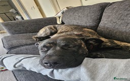 Mixed Breed dogs for sale: Clyde - Image 6