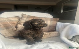 Cockapoo dogs for sale: F1 miniature gorgeous cockapoo puppies  - Image 11
