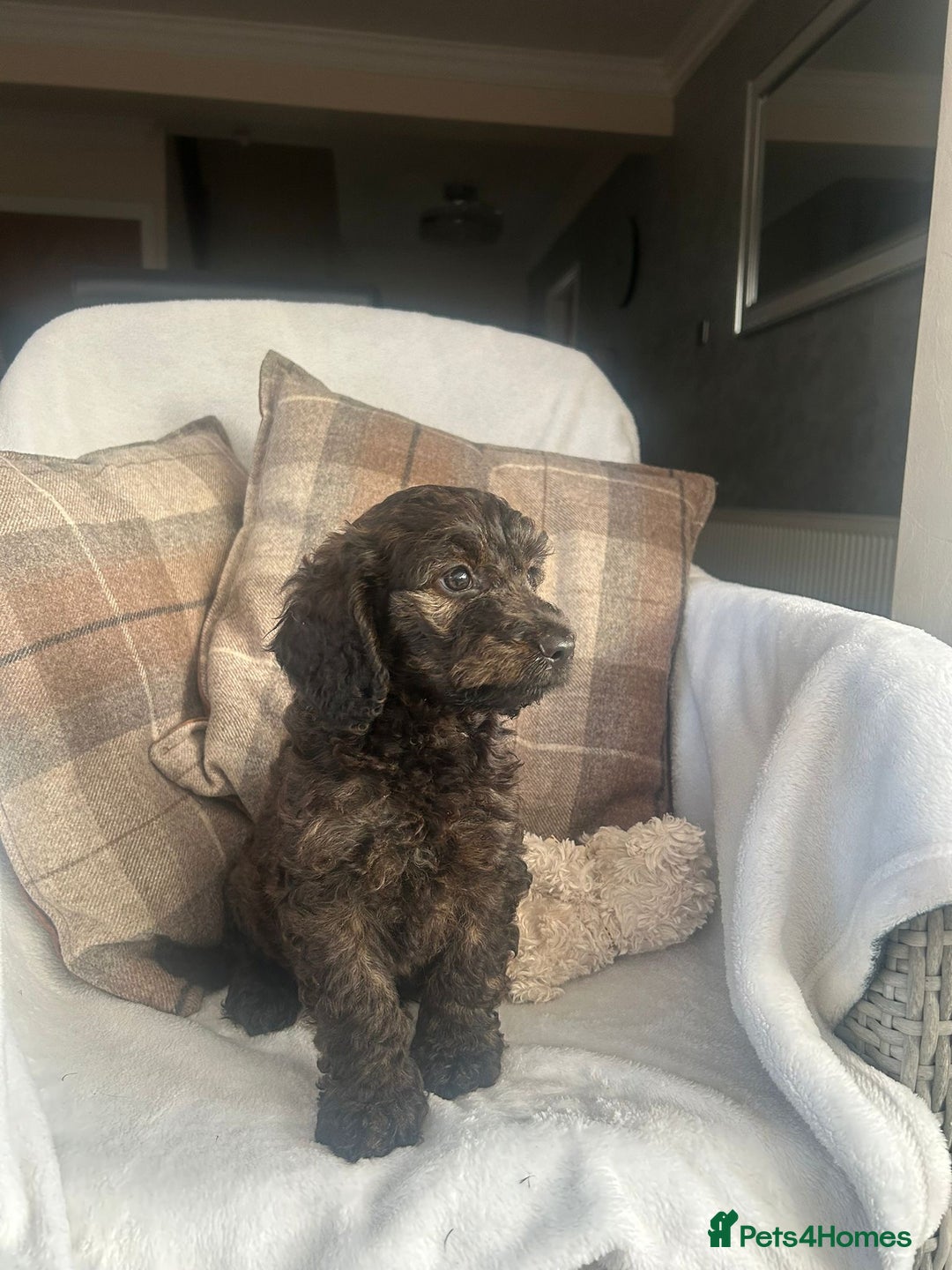 Cockapoo dogs for sale: F1 miniature gorgeous cockapoo puppies  - Image 11