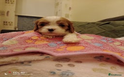 Cavapoo dogs for sale: A stunning litter of cavapoo beautiful costs  - Image 28