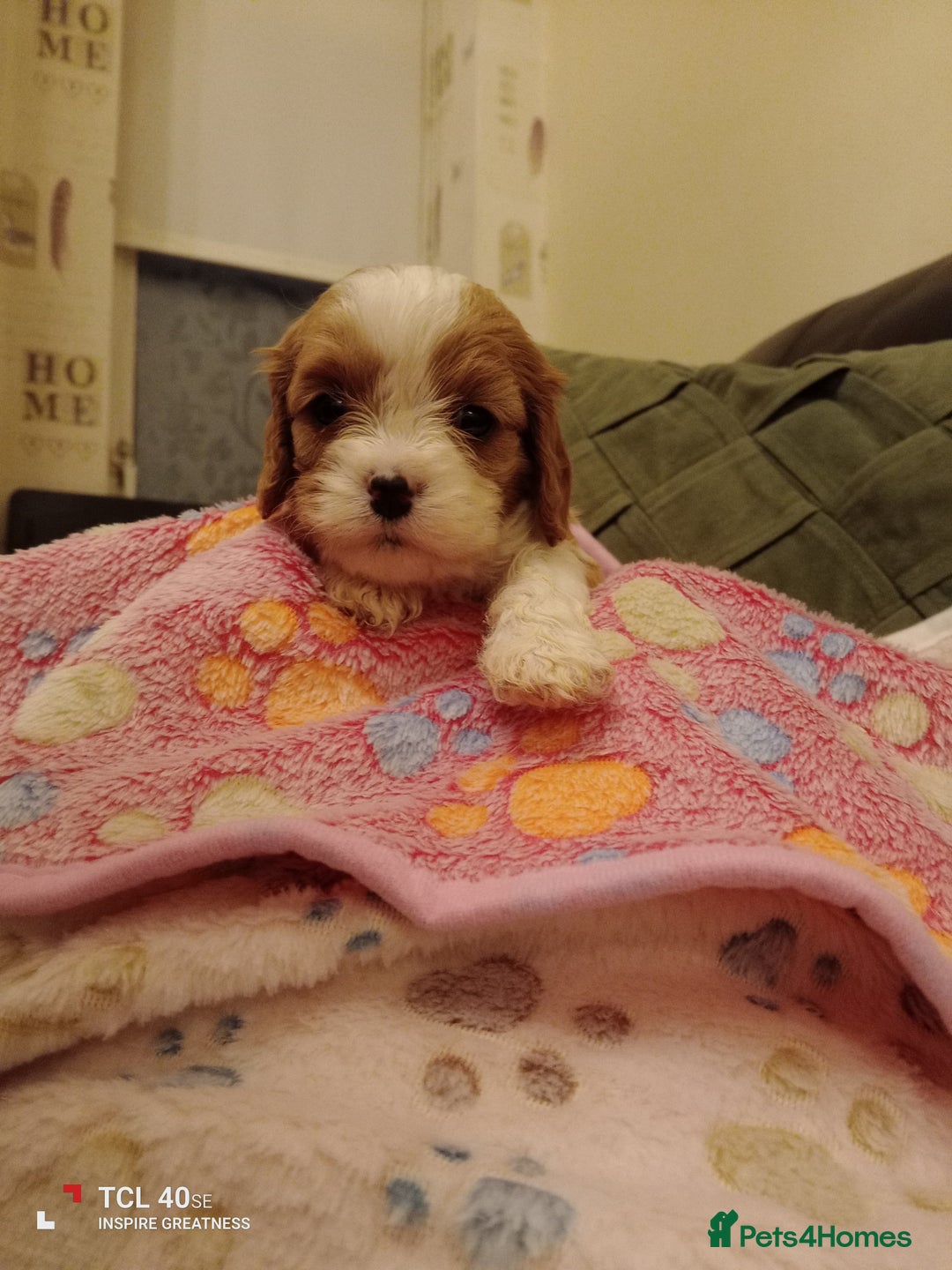 Cavapoo dogs for sale: A stunning litter of cavapoo beautiful costs  - Image 28
