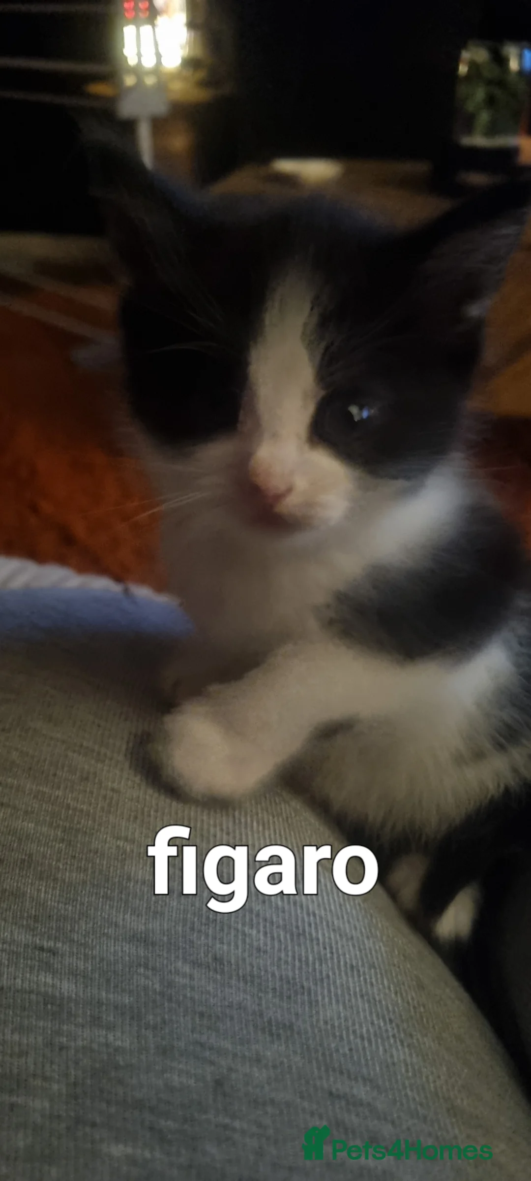 Mixed Breed cats for sale: Beautiful kittens looking for 5 star homes  - Advert 5