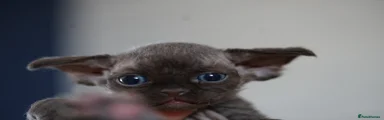Devon Rex 3 Umber