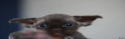 Devon Rex cats for sale: ❤️ Pure Line Devon Rex Kittens Available ❤️ - Advert 19