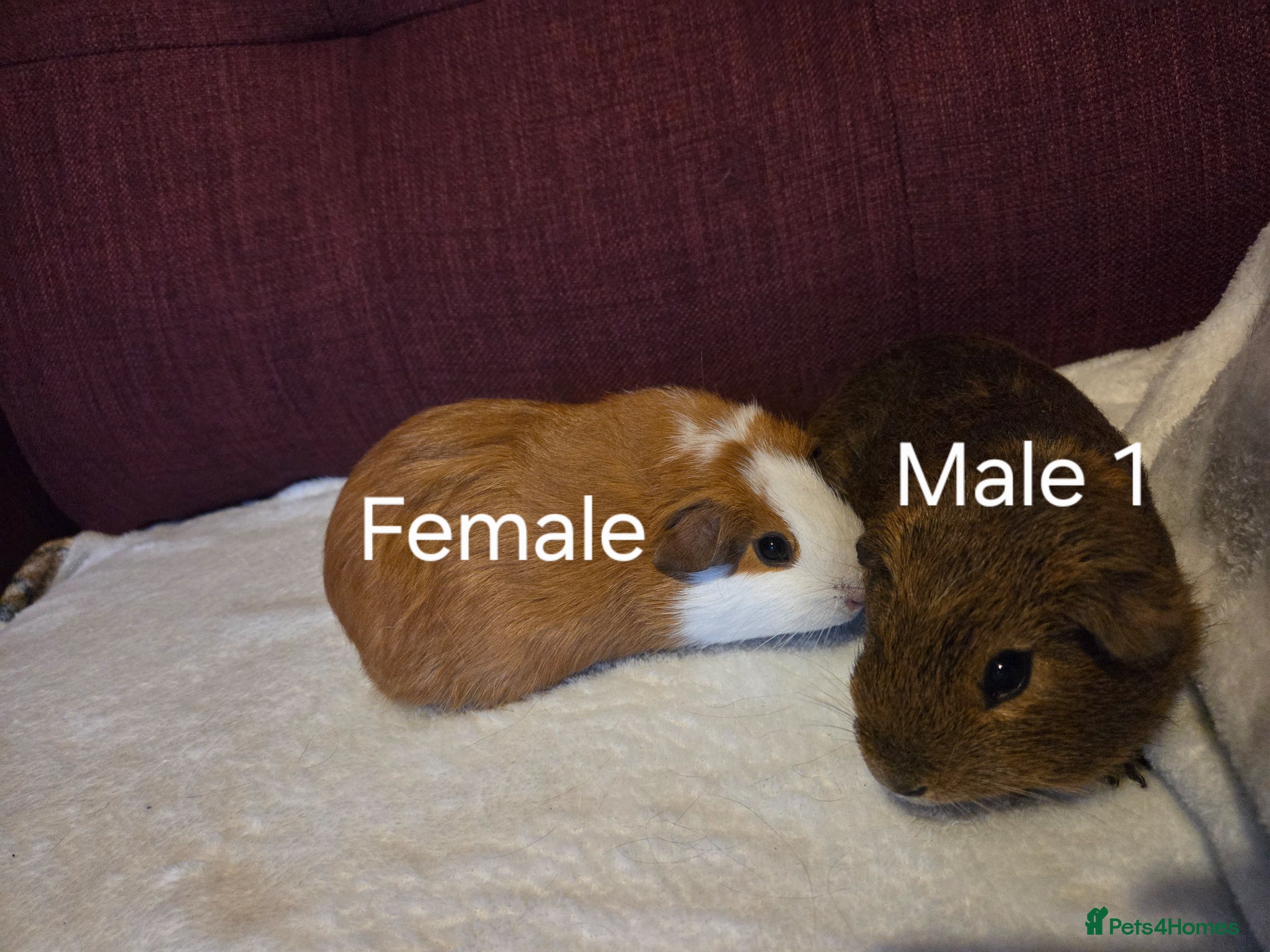 Guinea Pig rodents Guinea Pigs looking for a forever home  - Advert 10