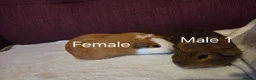 Guinea Pig rodents for sale: Guinea Pigs looking for a forever home - Advert 6