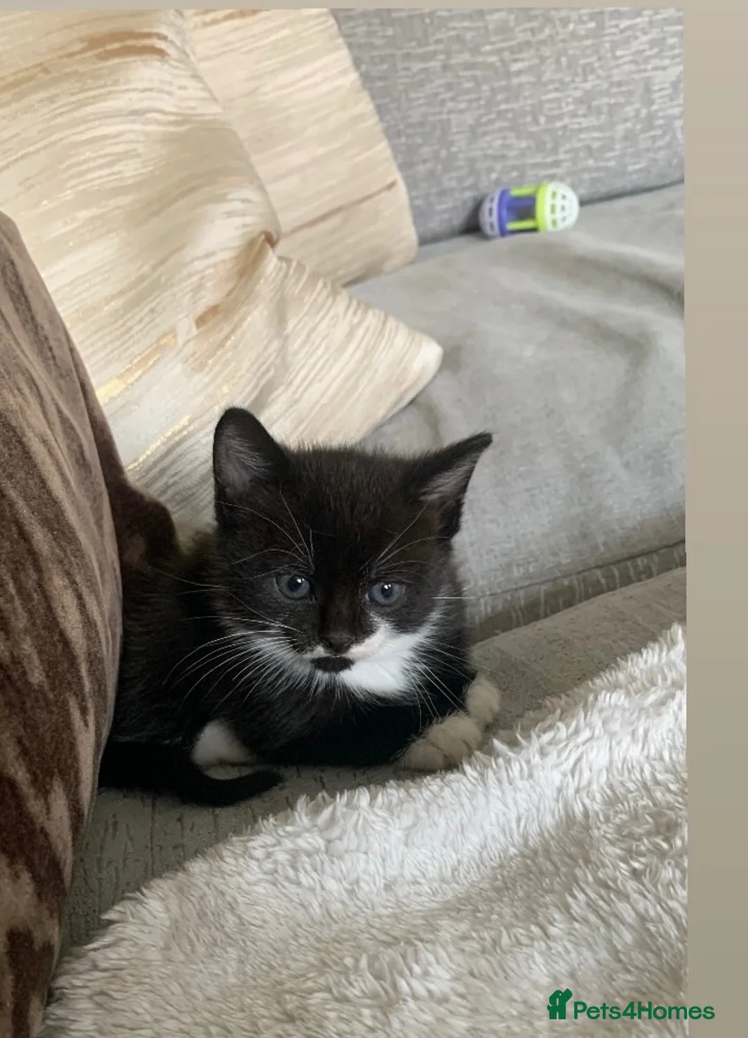 Mixed Breed cats for sale: Bootsie in Cannock - Advert 1