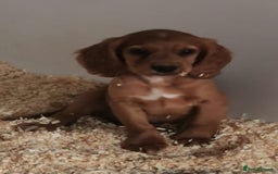 Cocker Spaniel dogs for sale: Fully vaccinated, Working type kc cocker spaniels - Image 13