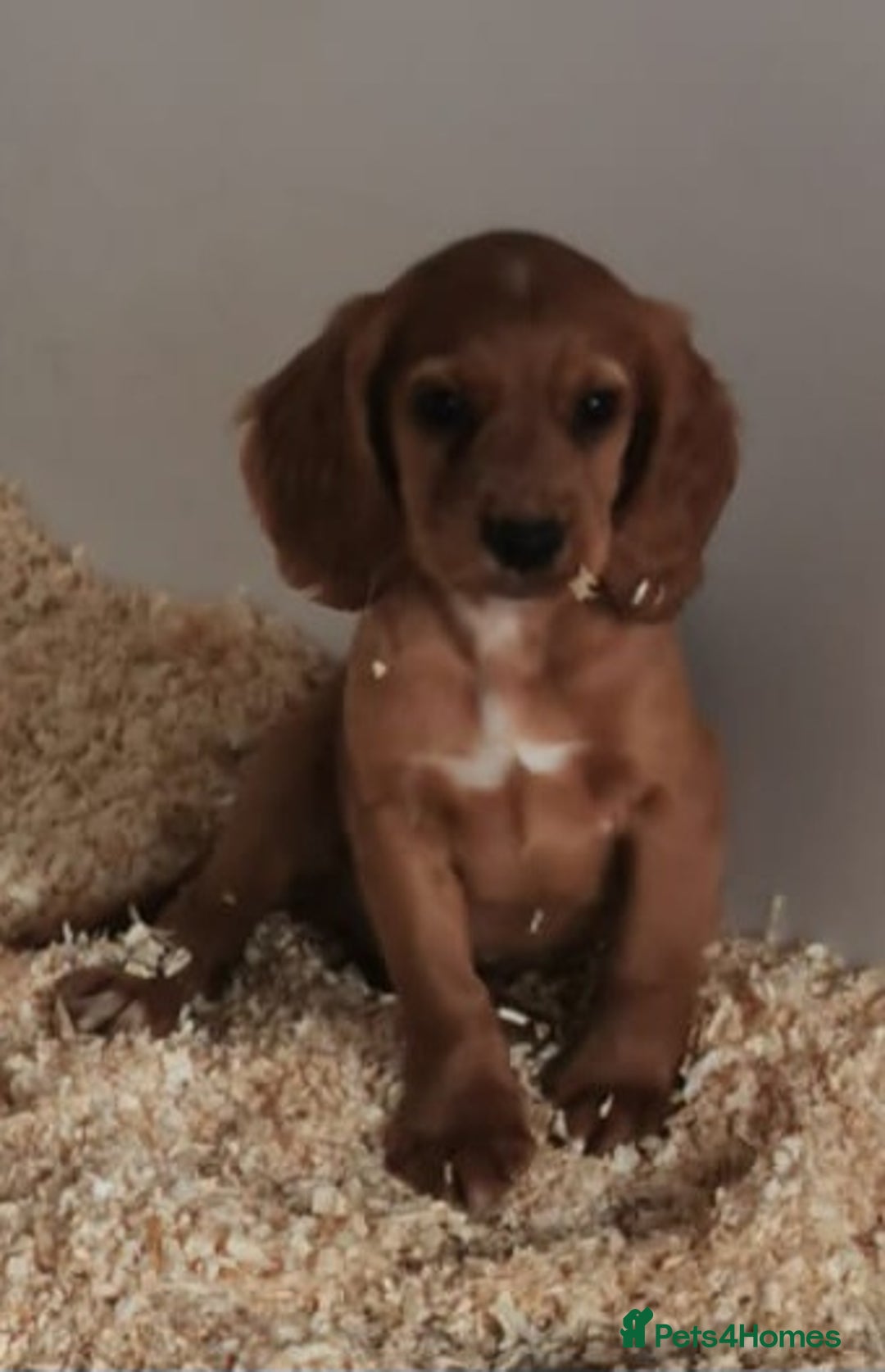 Cocker Spaniel dogs for sale: Fully vaccinated, Working type kc cocker spaniels - Image 13