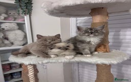 British Shorthair cats for sale: Beautiful lilac British shorthair  - Image 5