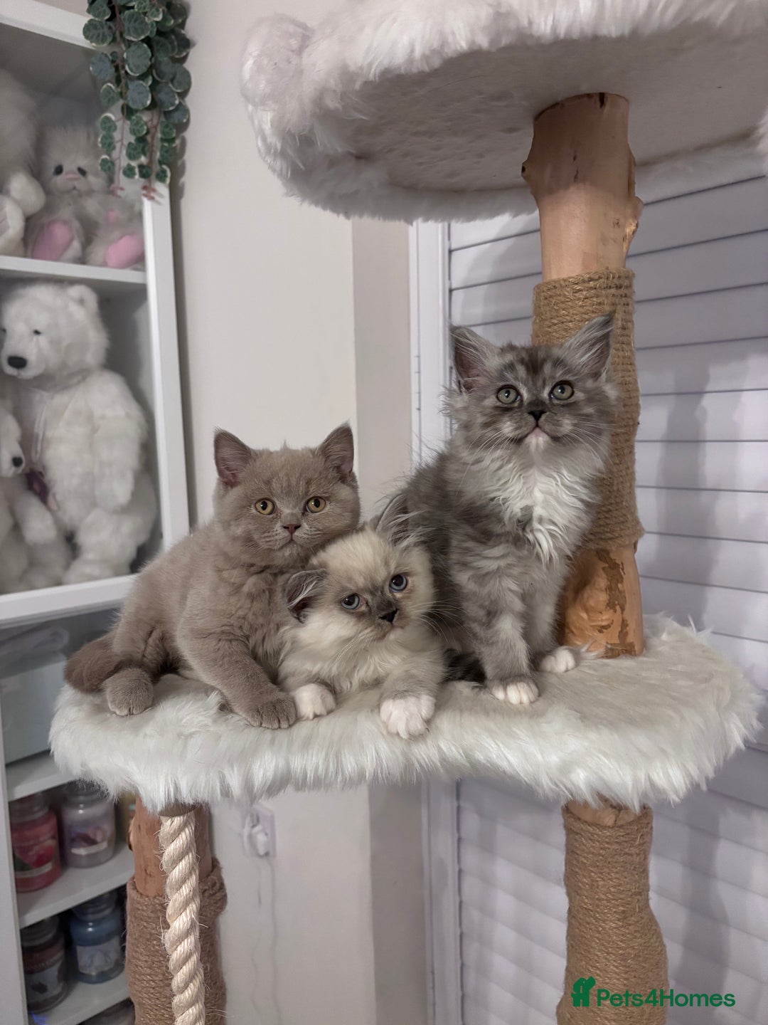 British Shorthair cats for sale: Beautiful lilac British shorthair  - Image 5