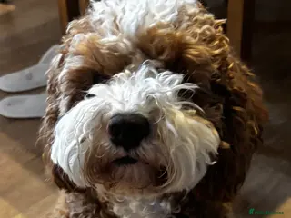 Cockapoo dogs Beautiful cockapoo - Advert 2