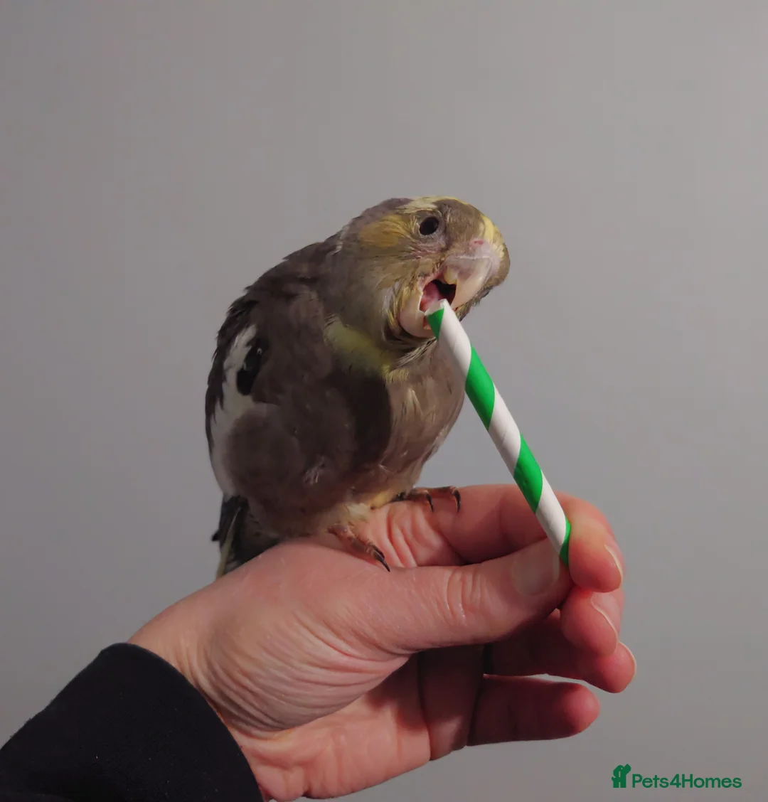 Cockatiels birds for sale: Hand reread silly tame DNA sexed baby cockatiels  - Advert 14