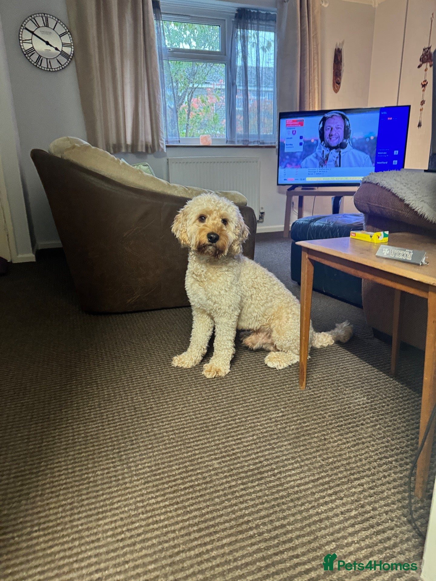 Cavapoo dogs for sale: FOREVER HOME WANTED FOR OUR BEAUTIFUL BOY, AVICII - Advert 7