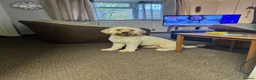 Cavapoo dogs for sale: FOREVER HOME WANTED FOR OUR BEAUTIFUL BOY, AVICII - Advert 1