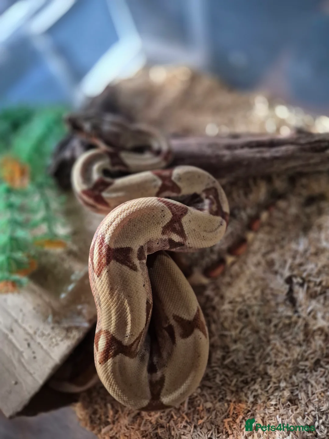 Boa Snake reptiles for sale: Juvenile boa constrictor  - Advert 5