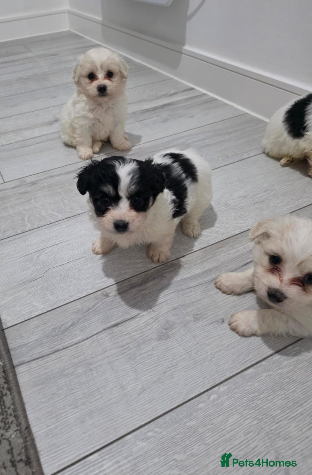 Cavachon dogs for sale: Cavachon puppies  - Image 7
