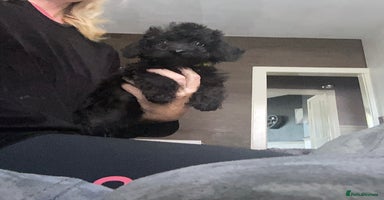 Doxiepoo dogs - Advert 3