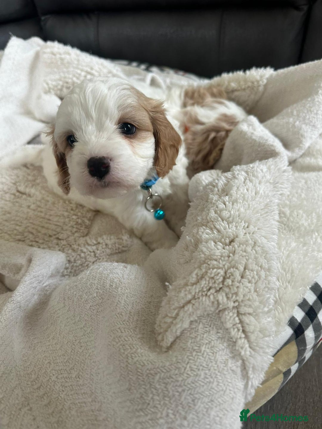 Cavapoo dogs for sale: Cavapoo puppies - Advert 4