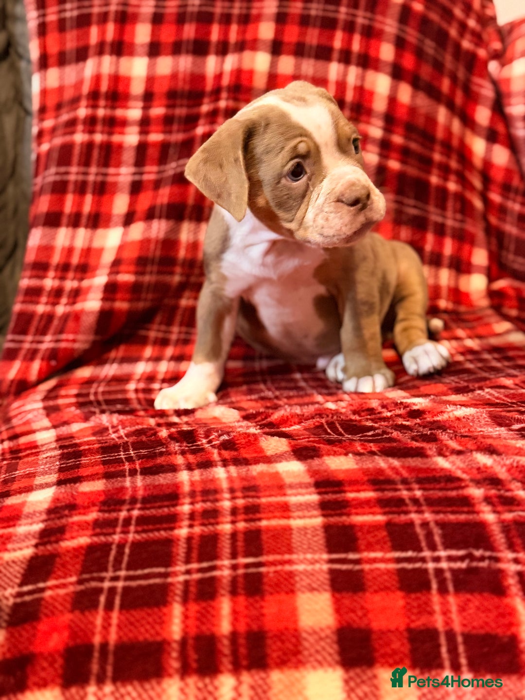 Olde English Bulldogge dogs for sale: Beautiful Olde Tyme English puppies  - Advert 2