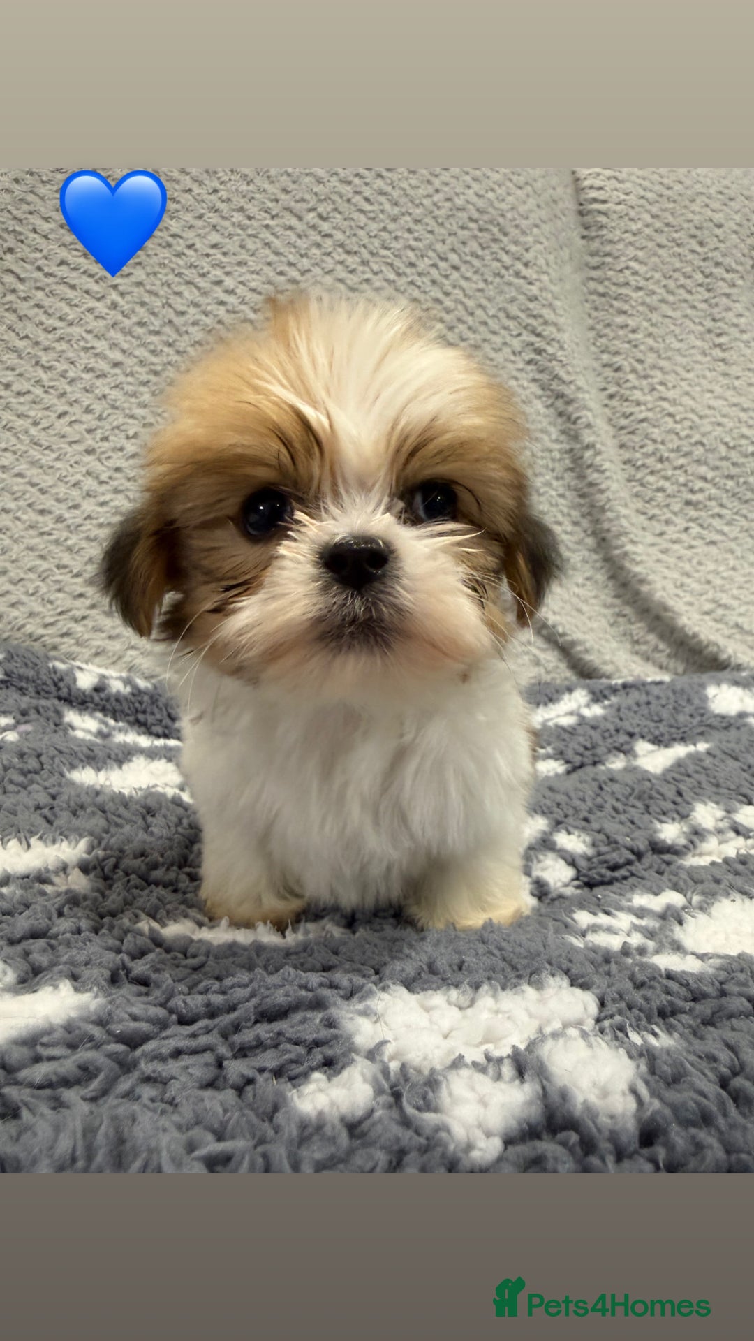 Lhasa Apso dogs for sale: Lhasa apso puppies 🐶 - Advert 14
