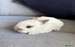 Mixed Breed rabbits for sale: Gorgeous baby bunny’s for sale  - Image 3