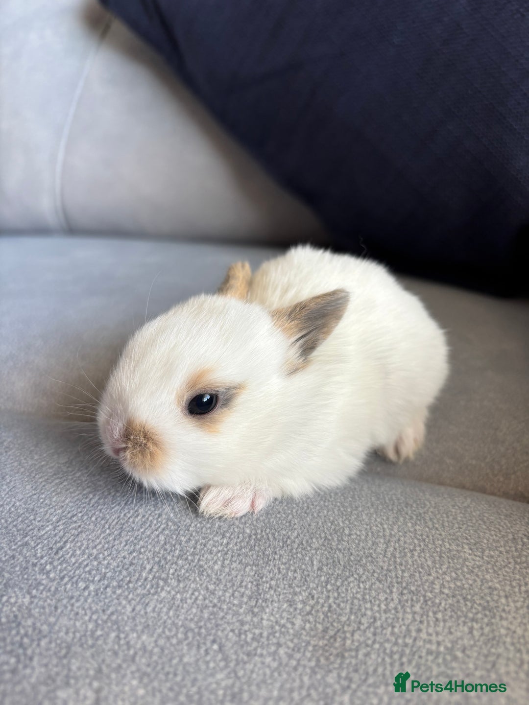 Mixed Breed rabbits for sale: Gorgeous baby bunny’s for sale  - Image 3
