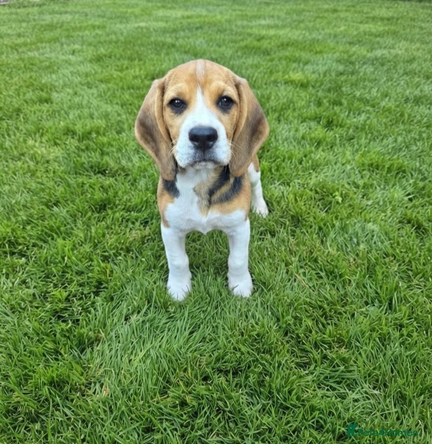 Beagle dogs Beagle puppies ready for love!! - Advert 1