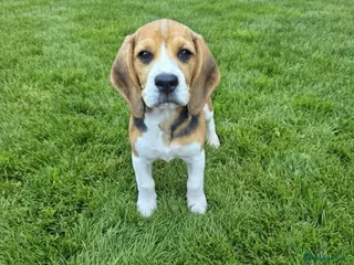 Beagle dogs Beagle puppies ready for love!! - Advert 1