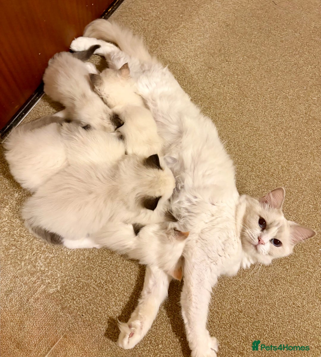 Ragdoll cats for sale: Beautiful Temperament Ragdoll Kittens  - Image 5