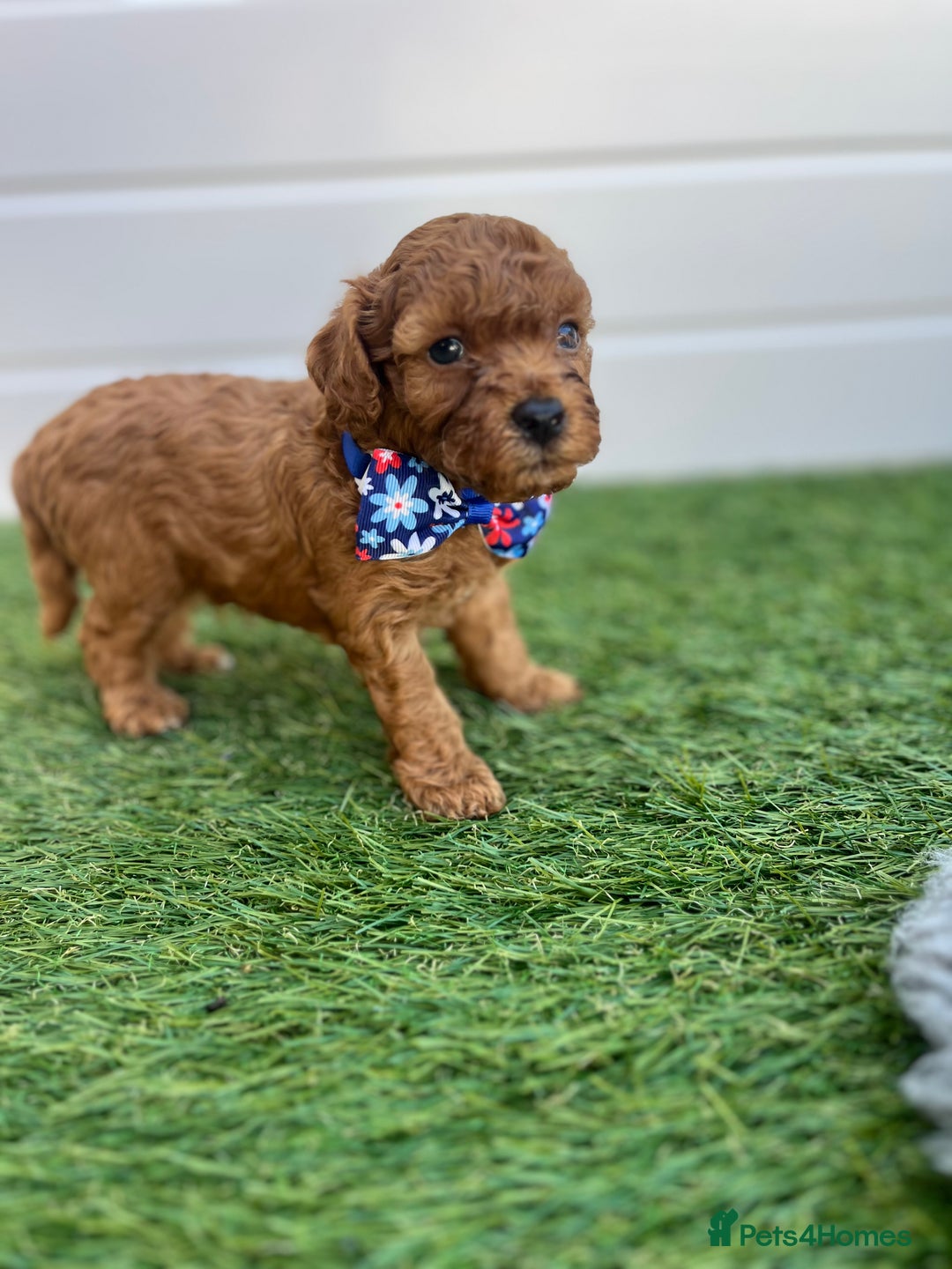 Toy Poodle dogs for sale: Adorable Toy Poodle Pups Looking for Forever Homes - Image 11