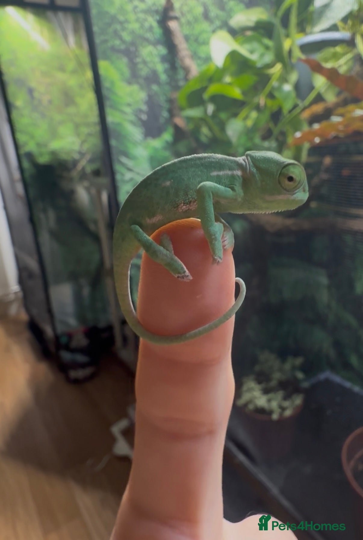 Chameleon reptiles Veiled chameleons - Advert 1