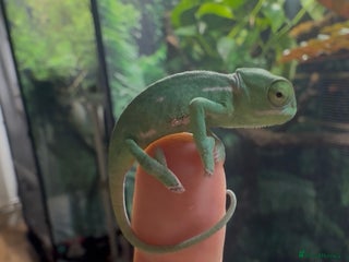 Chameleon reptiles Veiled chameleons - Advert 1